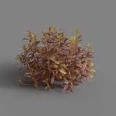 MT PM V83 Proserpinaca palustris 01 02
