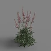 MT PM V65 Astilbe chinensis 01 04