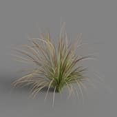 Carex testacea 03