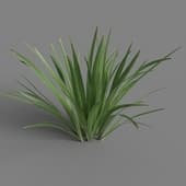 MT PM V78 Acorus calamus little 01 05