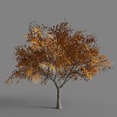 030 Tilia
