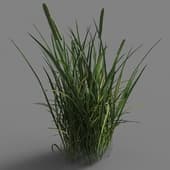 015 Phleum pratense L v3