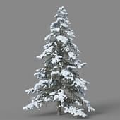 Cedrus deodara 01 03