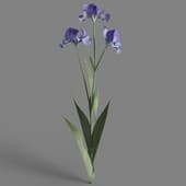 Iris tectorum 02