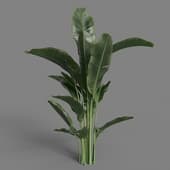 MT PM V72 Strelitzia reginae 01 02
