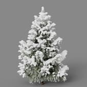fir winter3