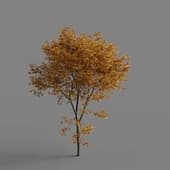 MT PM V65 Sassafras albidum 01 02