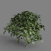 MT PM V58 Aucuba japonica 01 04