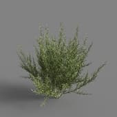 MT PM V60 Genista hispanica 01 01