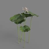 MT PM V69 Nelumbo nucifera 01 01
