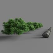 Pinus mugo Pumilio