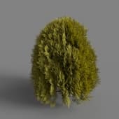 MT PM V85 Thuja sutchuenensis 01 04