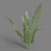 MT PM V4 Nephrolepis exaltata 02