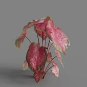 MT PM V62 Caladium red Flash 01 04