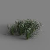 MT PM V58 Ophiopogon japonicus 01 02
