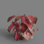 MT PM V62 Caladium red Flash 01 03