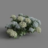 MT PM V70 Hydrangea macrophylla CloundWaterBlue 01 05