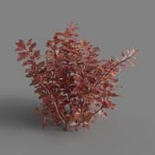 MT PM V83 Ludwigia repens 01 01