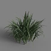 MT PM V69 Iris pseudacorus 01 06