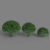 Ligustrum lucidum