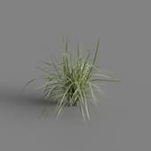 MT PM V69 Miscanthus sinensis Variegatus 01 02