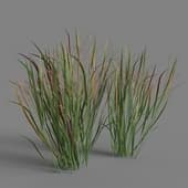Panicum virgatum 01 03