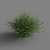 Festuca gautieri 01 03
