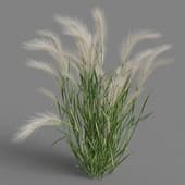 Hordeum jubatum 01 04