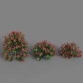 Pieris Japonica Forest Flame crn