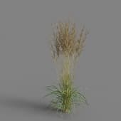 MT PM V65 Calamagrostis acutiflora 01 05