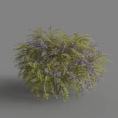 MT PM V68 Duranta repens 01 01