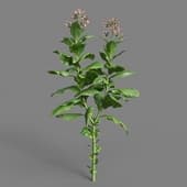 MT PM V38 Nicotiana tabacum 01 06