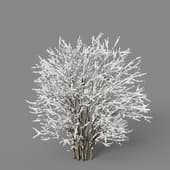 Lilac winter 3