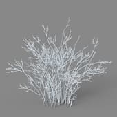 Shrub glauca 01 06