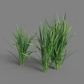 MT PM V38 Oryza sativa 01 02