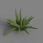 MT PM V66 Asparagus densiflorus 01 06