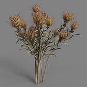 MT PM V53 Leucospermum cordifolium 01 06