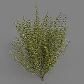 MT PM V85 Ligustrum vulgare 02 04