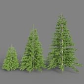 56. Trees spruce
