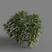MT PM V66 Ancuba japonica 01 03
