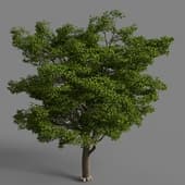 Tree Oak Generic
