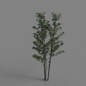 MT PM V52 Viburnum odoratissimum 01 01