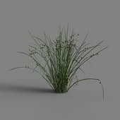MT PM V69 Juncus effusus 01 01