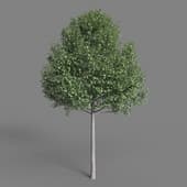 AM023 tree