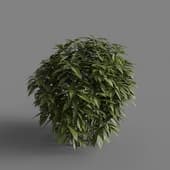 MT PM V66 Ancuba japonica 01 02