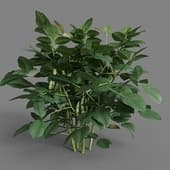 MT PM V38 Glycine max 01 05