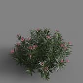 MT PM V85 Nerium oleander 01 04
