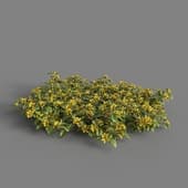 MT PM V82 Lysimachia christinae 01 04