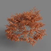 MT PM V67 Lagerstroemia indica 01 03