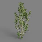 MT PM V38 Camellia sinensis 01 07